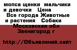 мопса щенки -мальчики и девочки › Цена ­ 25 000 - Все города Животные и растения » Собаки   . Московская обл.,Звенигород г.